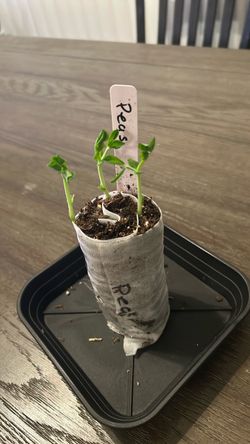 Pea seedlings ready for transplanting