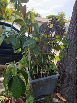 Big green plants several types