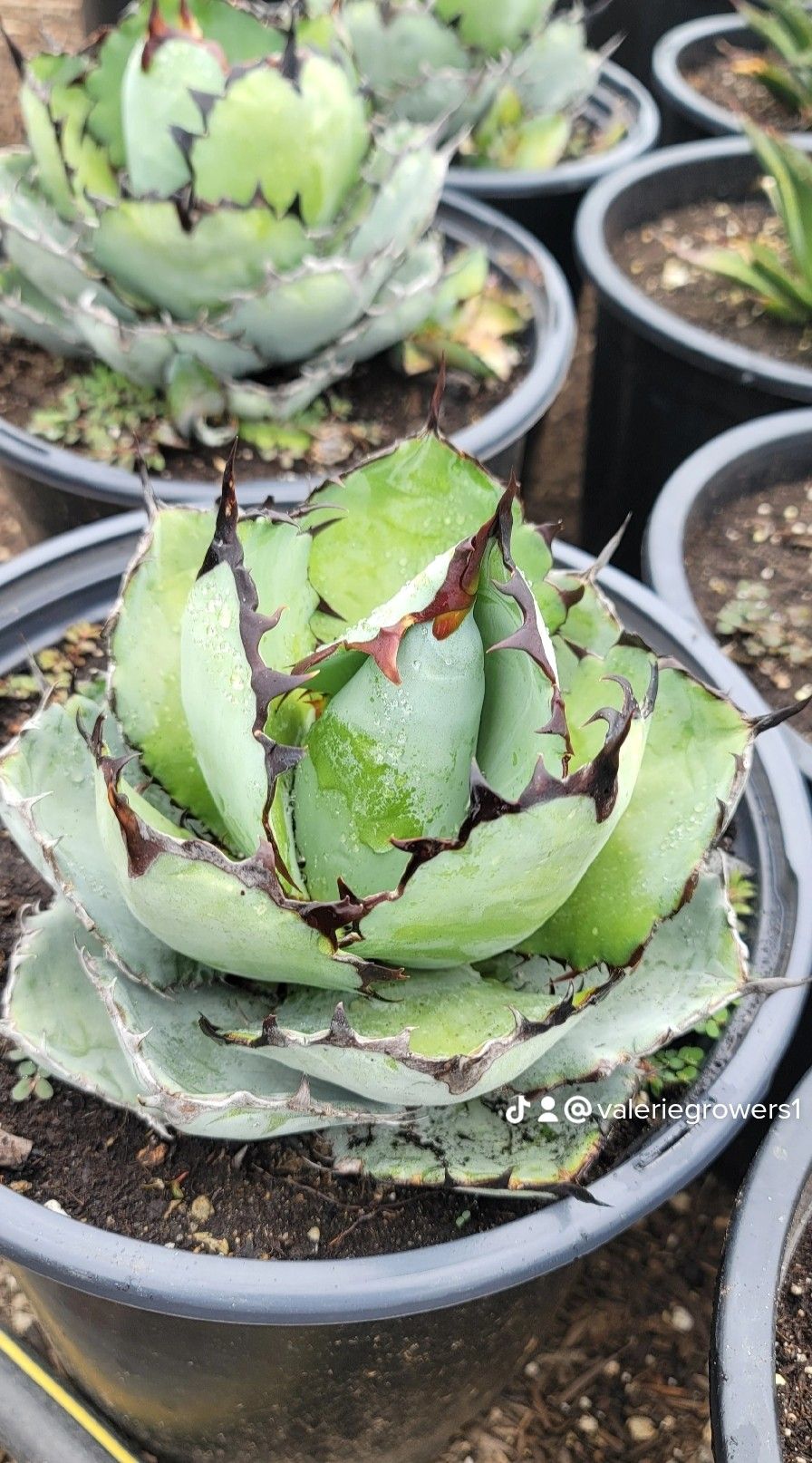 Agave titanota 'Black and Blue'