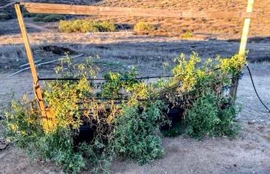 Tomato Plants https://offerup.com/redirect/?o=MjAuR2Fs