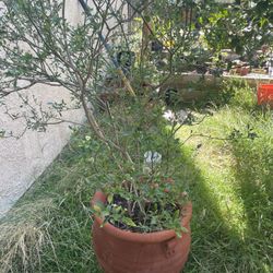 CHILTEPIN Plants For Sale !!!