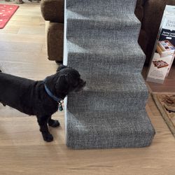 Dog Steps 