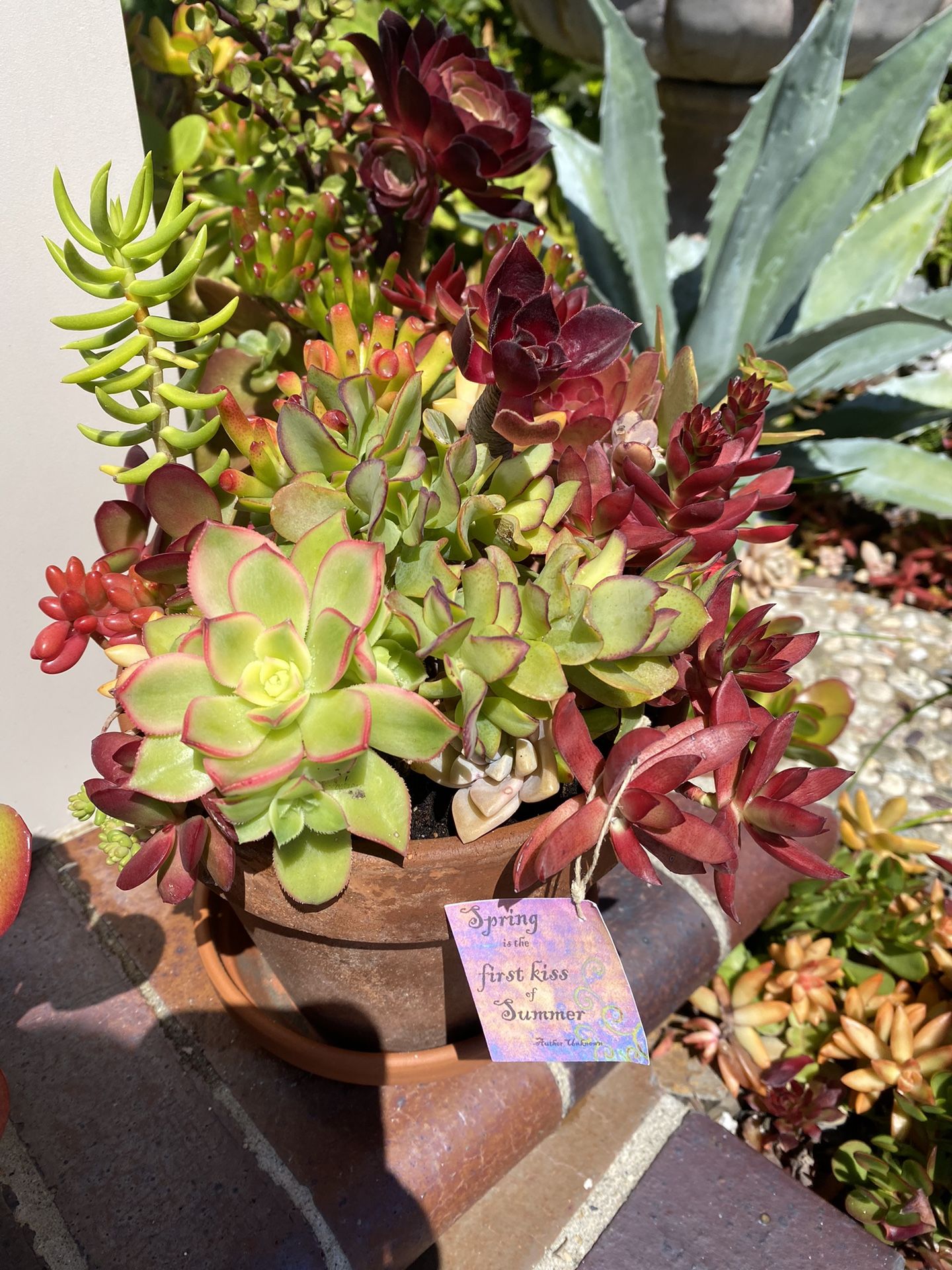 Succulent Arrangement Or Plants Only