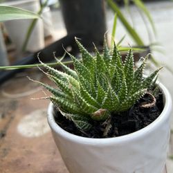Planta