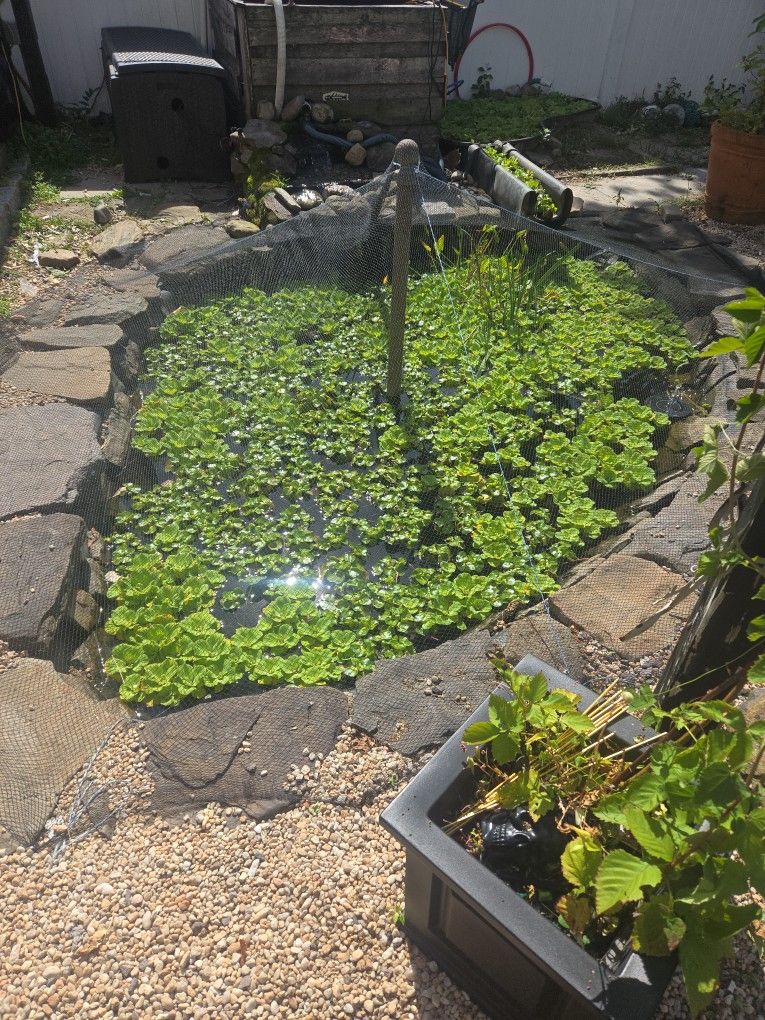 Free Water Lettuce And Hyacinth