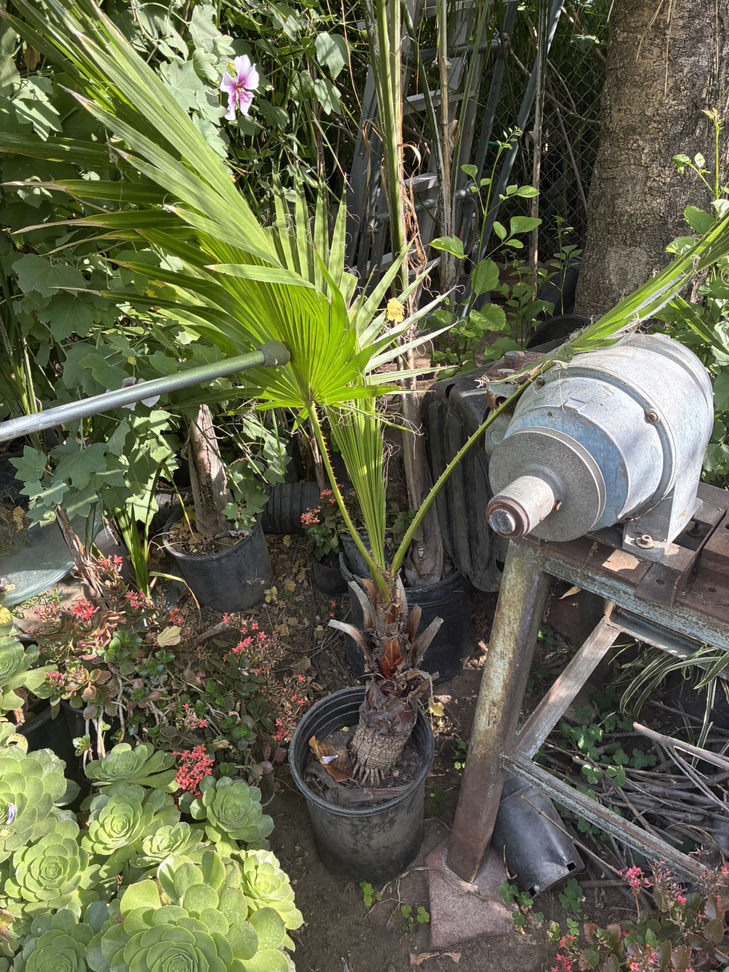 Palm Tree