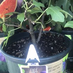 Celeste Brown Fig Fully Grown Plant In 3 Gallon Pot