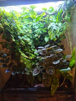 30 gallon live terrarium