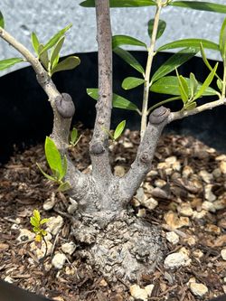 Olive Pre Bonsai Tree  “Majestic Beauty” Pre Bonsai