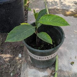 Jackfruit Trees Healthy And Grown Organicly / Garden Exotic Fruits Plants Organic Jack Fruit Asian Plants