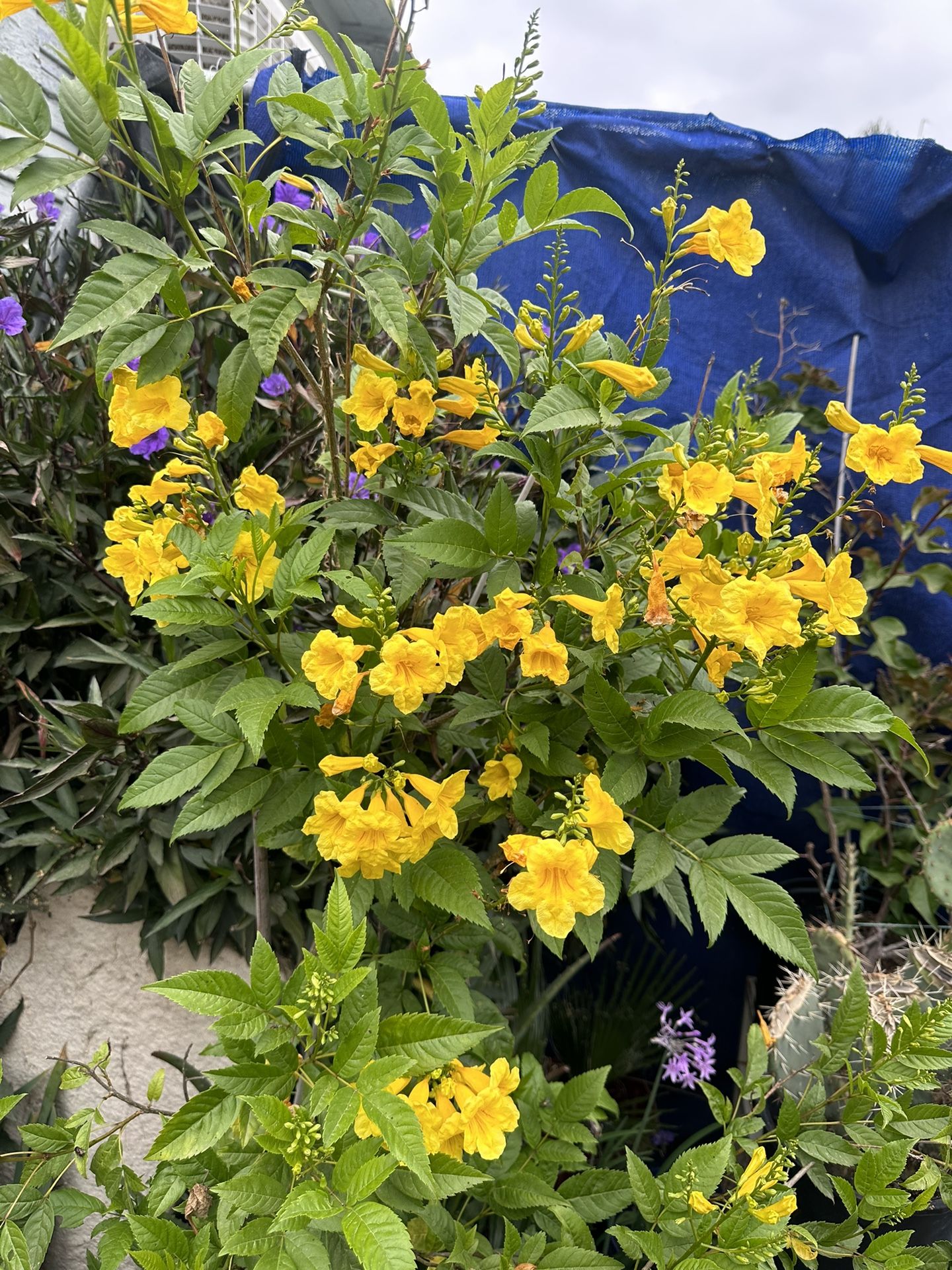 Árbol Tronadora Medicinal Grande