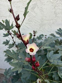 Tree And Plant Services