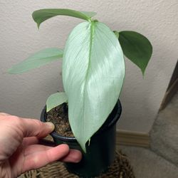 Silver Sword Philodendron Hastatum 