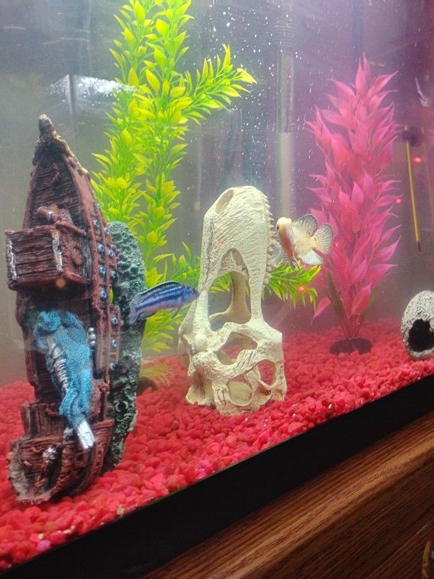 Fish Tanks