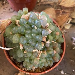 Large Haworthia Obtusa