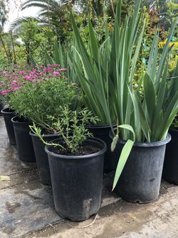 Plants for sale
