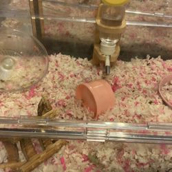 Hamster Cage