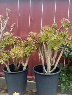 Succulent Rose Plant