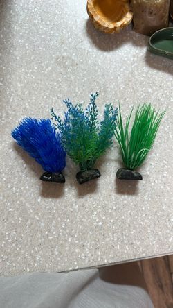 Aquarium Plants
