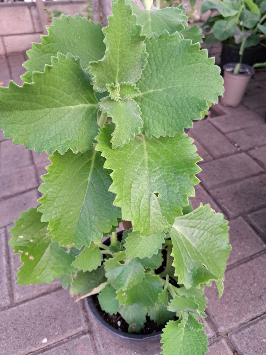 Planta