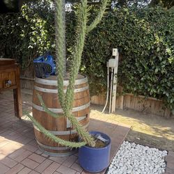 Cactus 20$