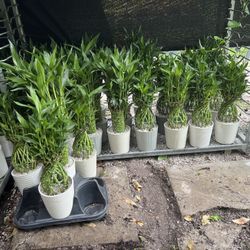 Lucky Bamboo In Clay Pot. SPECIAL PRICE 🤩