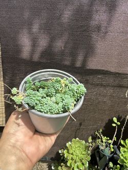 Sedum Succulent 4inch Pot 