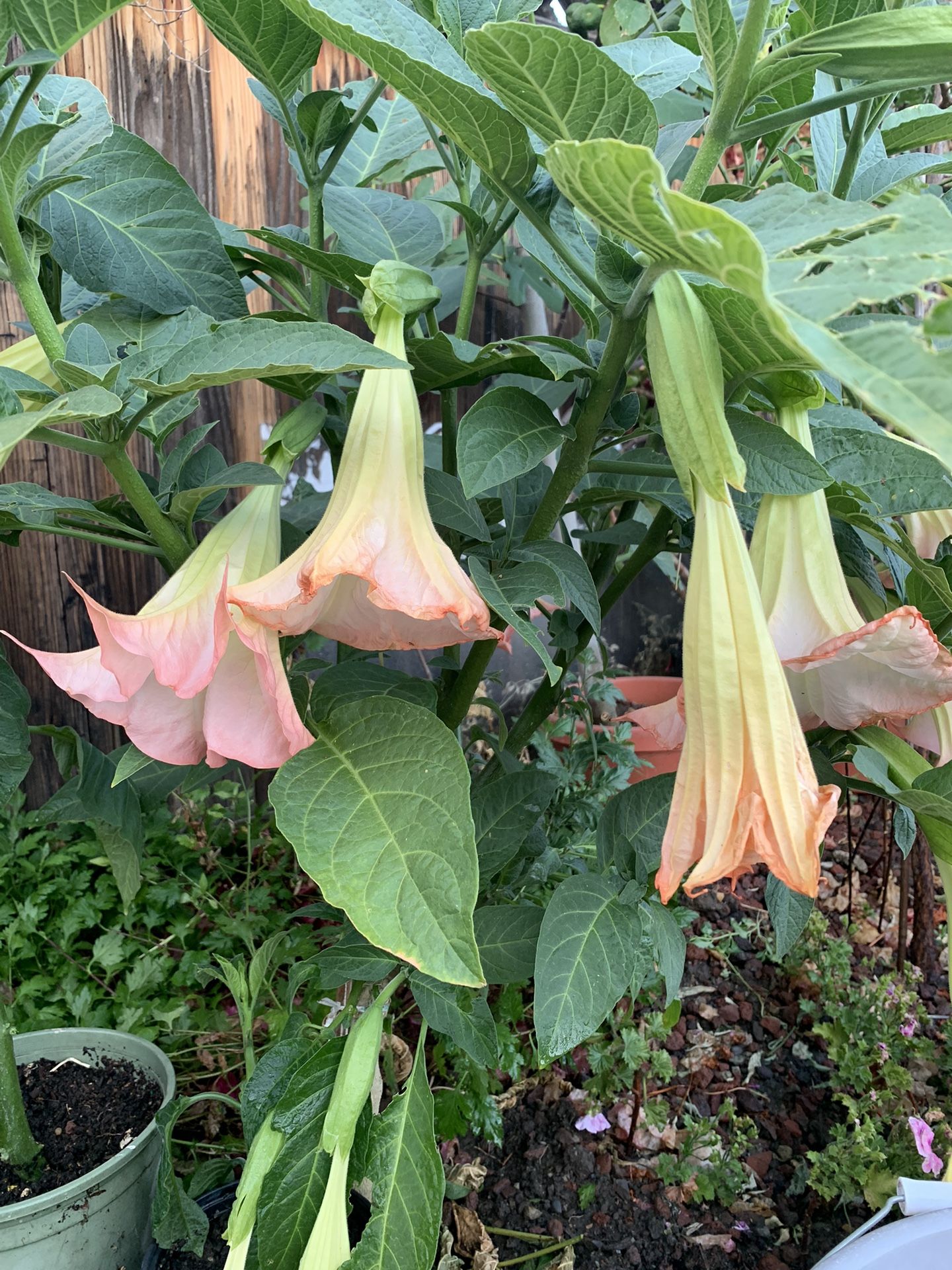 Angels Trumpet pink color