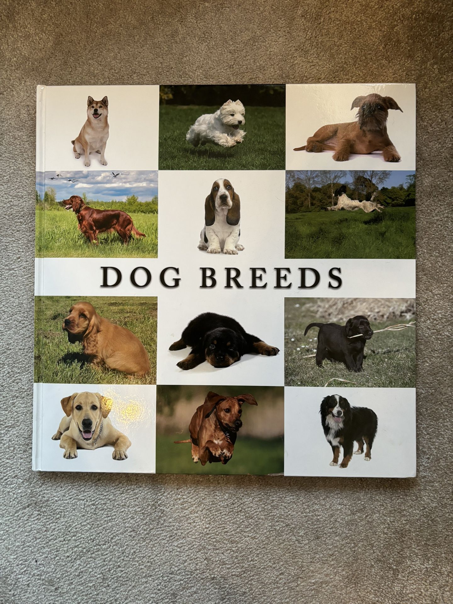 Giant Dog Breeds Book