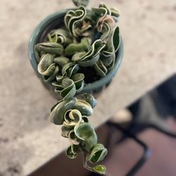 Variegated Hoya Compacta 