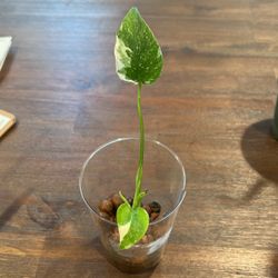 Monstera Thai Constellation 