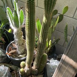 Cactus