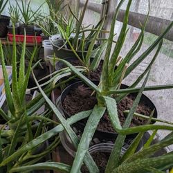 Aloe Vera plants 