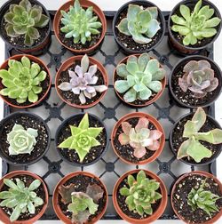 3 inch succulents in 4 inch pots