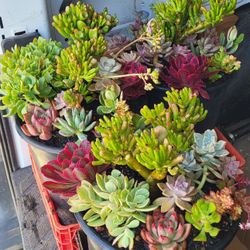 Succulents & Cactus Sale (Read Description)