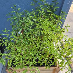 Mature Purple Cayanne Pepper Plants