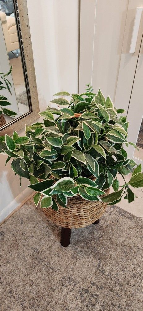 Fake Plant For Sale. $25 Or Best Offer