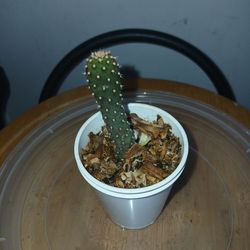 Johnsons Hybrid Cactus