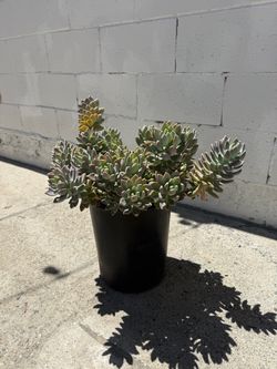 Ghost Plant