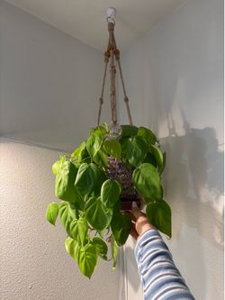 Cute hanging pothos plant