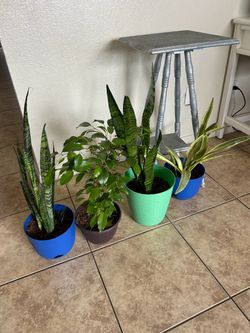 Plants for sake 15 each