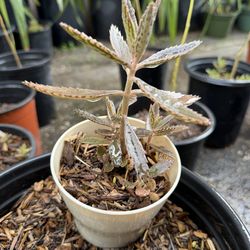 $10 kalanchoe  Mala madre