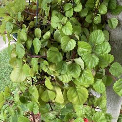 Planta