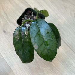 Hoya Globulosa Live Plant 3” Pot