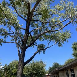 Tree Trimming  And Tree Removed