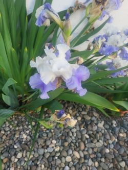 Iris vulbs