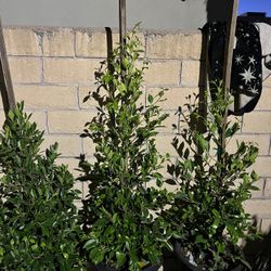 15g Ficus Nitida For Hedge 