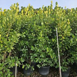 huge clusias over 9 to 10 feet  tall Instant  Privacy  Hedge for fence 