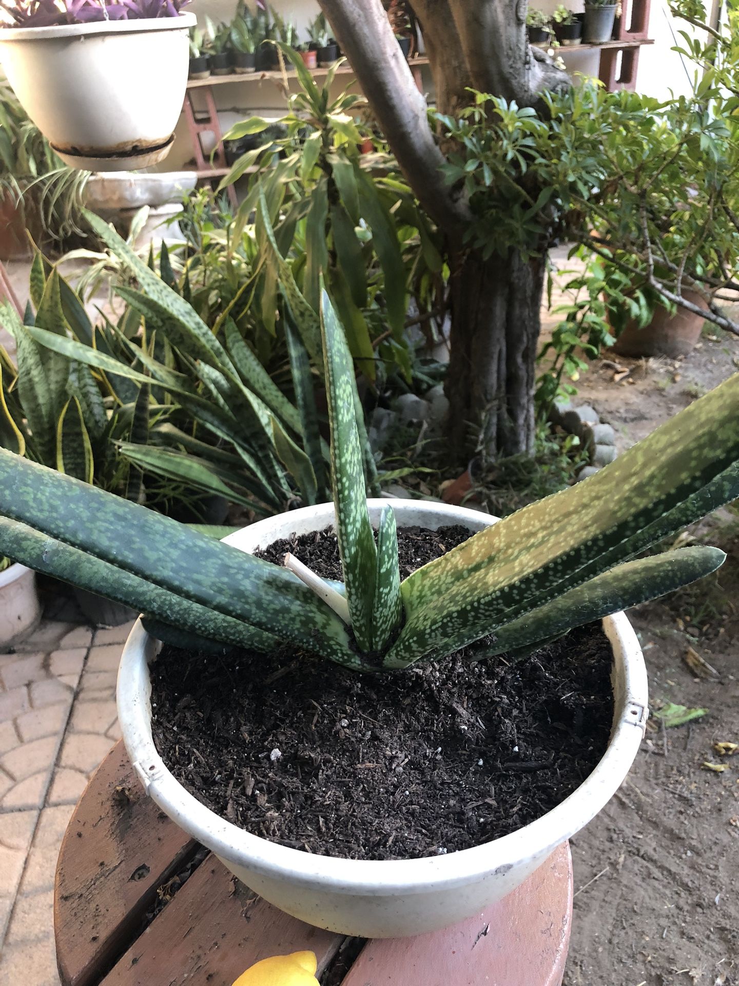 Lawyers Tongue Gasteria Plant