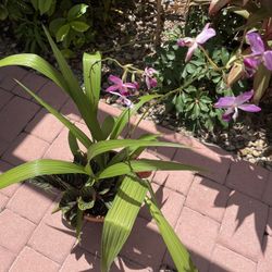 Ground Orchid Arrangement